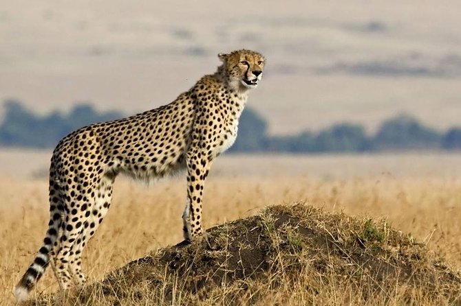 SERENGETI NATIONAL PARK Tour - The long road from Arusha or Moshi