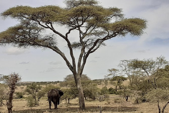 SERENGETI NATIONAL PARK Tour - Day 3: Hippos, crocodiles, and the northern corridor