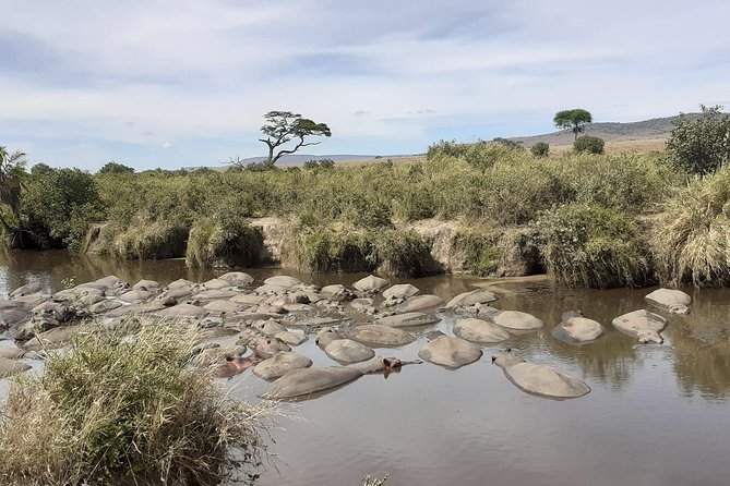 SERENGETI NATIONAL PARK Tour - Day 4: A second chance at the Mara River