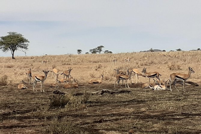 SERENGETI NATIONAL PARK Tour - Day 6: Lake Manyara before returning to Arusha or Moshi