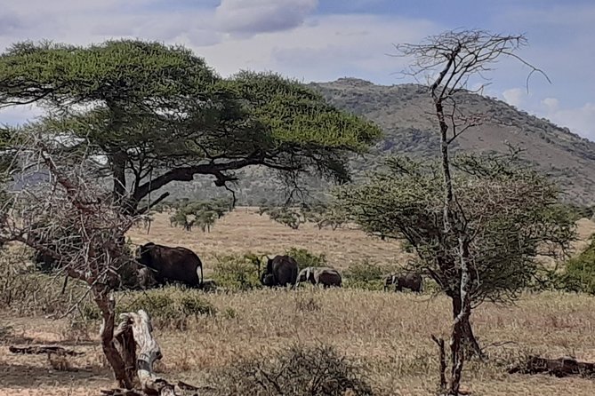 SERENGETI NATIONAL PARK Tour - Day 1: Entering Serengeti through Ngorongoro