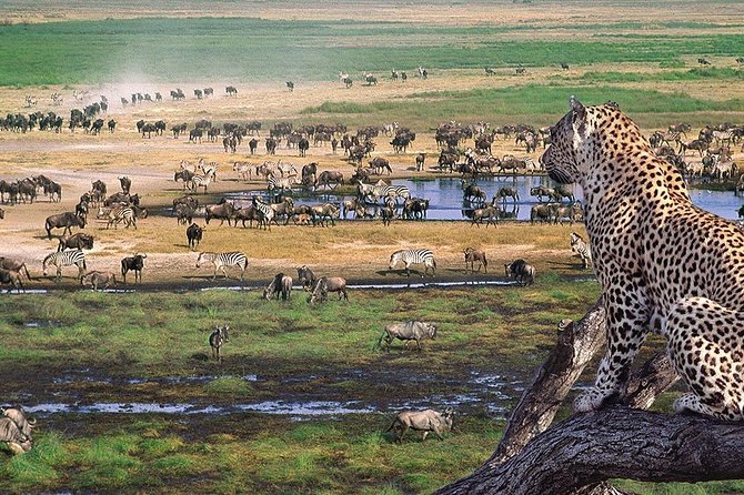 Serengeti & Ngorongoro 3 days Fly Safari in from Zanzibar - Day 3: Looking into Ngorongoro Crater
