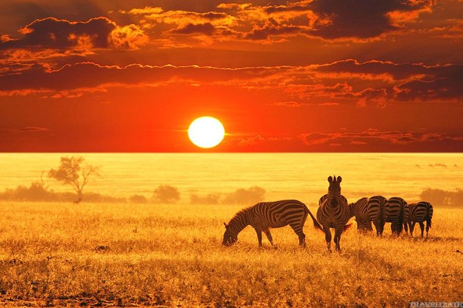 Serengeti & Ngorongoro 3 days Fly Safari in from Zanzibar - The guide can shape the whole safari
