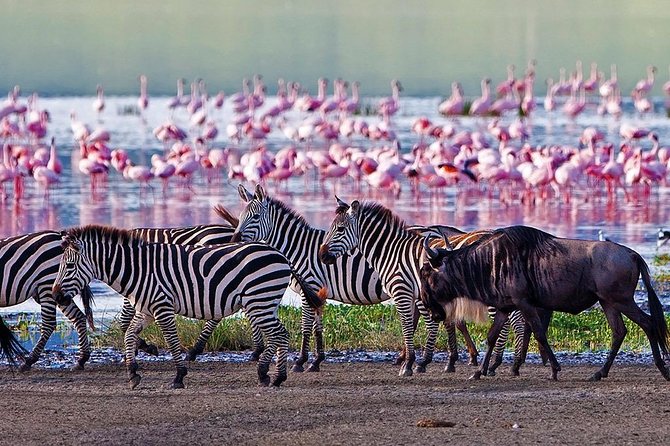Serengeti & Ngorongoro 3 days Fly Safari in from Zanzibar - Who should choose this safari?