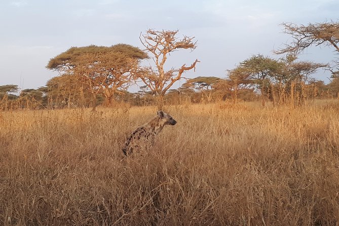 serengeti & ngorongoro 3 days private tour - What the camping setup means for you