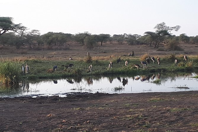 serengeti & ngorongoro 3 days private tour - The private vehicle is worth considering