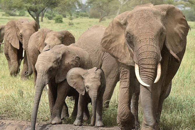 serengeti & ngorongoro 3 days private tour - What the strongest service looks like