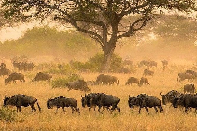 serengeti & ngorongoro 3 days private tour - Day one: Ngorongoro views, Maasai culture, and a late Serengeti drive