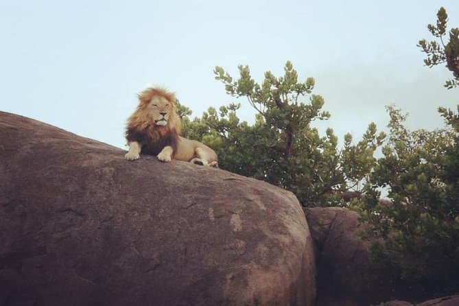 Serengeti & Ngorongoro fly in safari - The value of a private safari