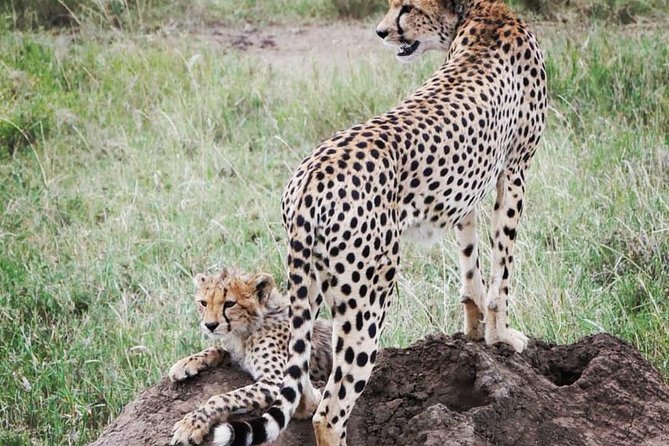 Serengeti & Ngorongoro fly in safari - The optional Maasai village visit