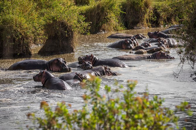 Serengeti & Ngorongoro fly in safari - The early Seronera drive on Day 2