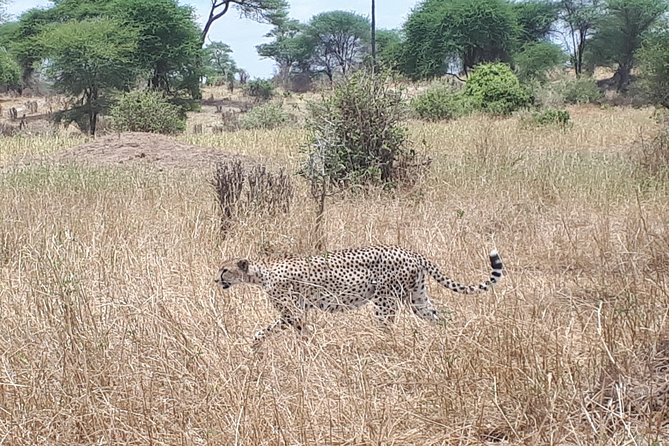 serengeti, ngorongoro & tarangire 5days private tour - Serengeti: the main event