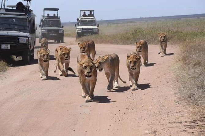serengeti, ngorongoro & tarangire 5days private tour - The guide makes or breaks the safari