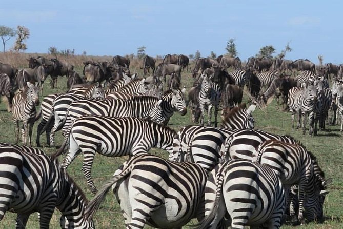 serengeti, ngorongoro & tarangire 5days private tour - Communication before you leave