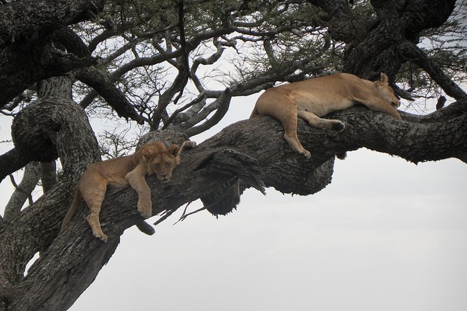 Serengeti Safari with Sirikwa Travel - Food, Transfers, and Details to Confirm