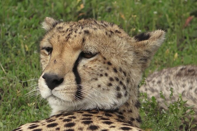 Serengeti Under Canvas - 9 days - Day 2: Lake Manyara and the Rift Valley edge