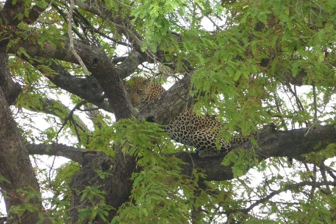Short Safari from Dar es Salaam to Mikumi National Park - 2 Days - Key points to know before booking