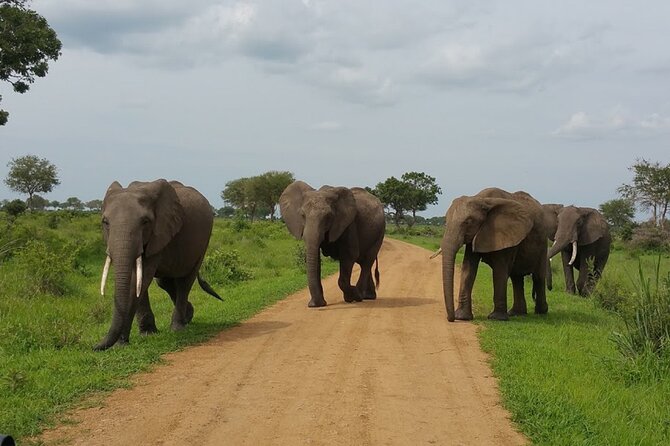 Short Safari from Dar es Salaam to Mikumi National Park - 2 Days - The 5am departure and six-hour road trip