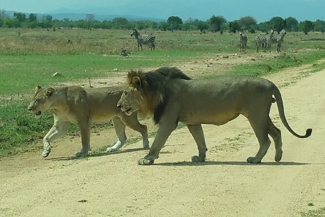 Short Safari from Dar es Salaam to Mikumi National Park - 2 Days - The second morning: game drive before breakfast