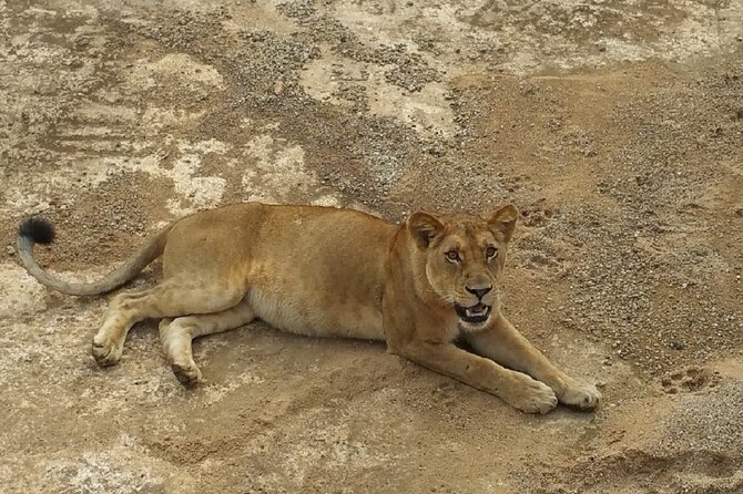 Short Safari from Dar es Salaam to Mikumi National Park - 2 Days - The return to Dar es Salaam and airport timing