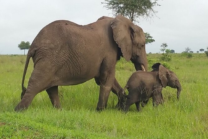 Short Safari from Dar es Salaam to Mikumi National Park - 2 Days - How the guides shape the experience
