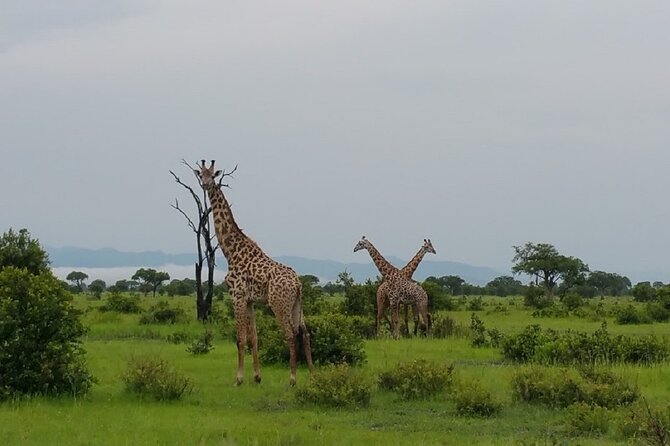 Short Safari from Dar es Salaam to Mikumi National Park - 2 Days - Is $745 a fair price?
