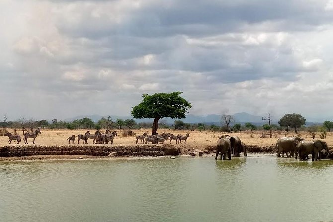 Short Safari from Dar es Salaam to Mikumi National Park - 2 Days - Afternoon wildlife on the Mkata Plain
