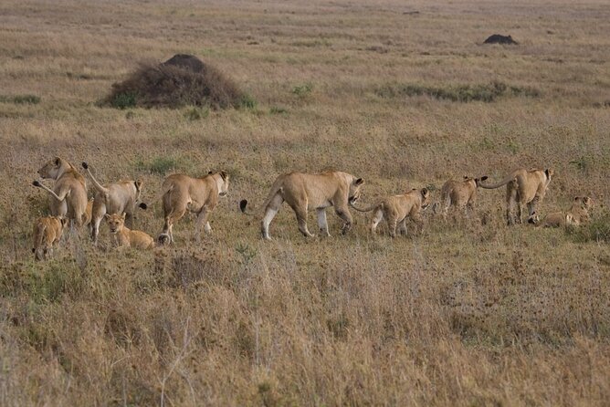 Small Group Serengeti and Ngorongoro Crater Adventure Safari - Day 3: Sunrise wildlife and the move toward Ngorongoro