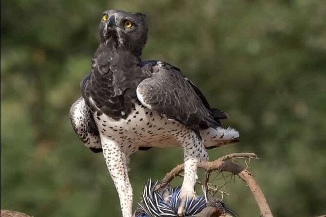 Small Group Serengeti and Ngorongoro Crater Adventure Safari - Day 4: Ngorongoro Crater’s concentrated wildlife