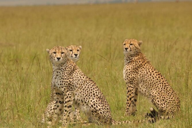 Small Group Serengeti and Ngorongoro Crater Adventure Safari - What the guide and vehicle mean for your day
