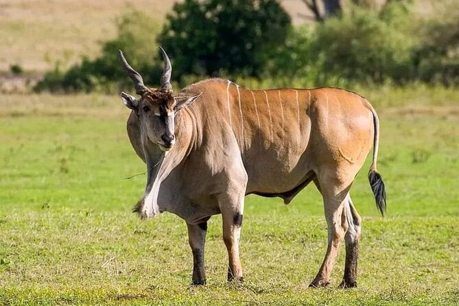 Small Group Serengeti and Ngorongoro Crater Adventure Safari - Food, water, and camping comfort