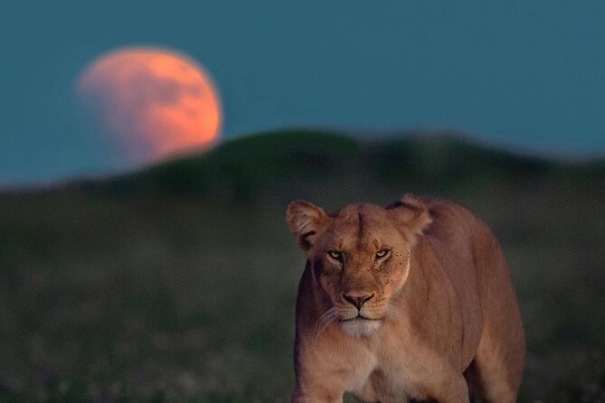 Small Group Serengeti and Ngorongoro Crater Adventure Safari - Is $790 good value?