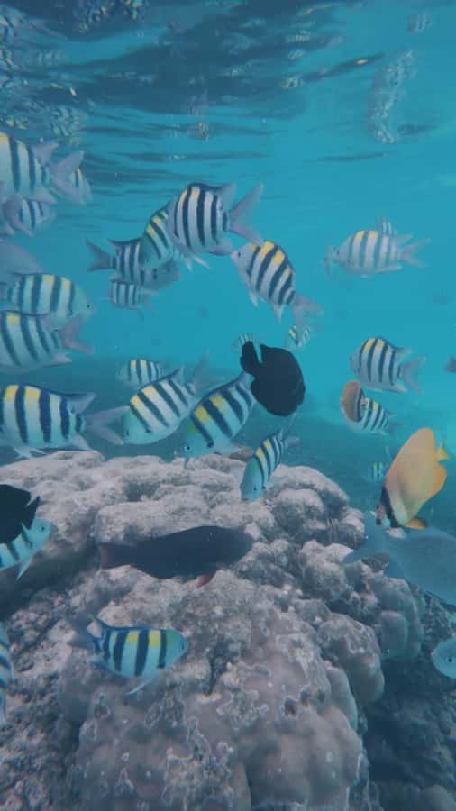 Snorkel Mnemba’s Reefs & Swim with Dolphins Adventure - Key points to know before booking