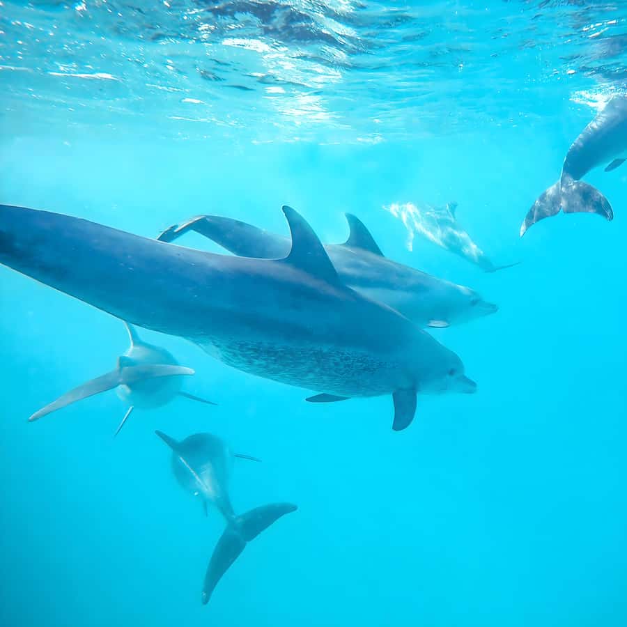 Snorkel Mnemba’s Reefs & Swim with Dolphins Adventure - What dolphin swimming really means here
