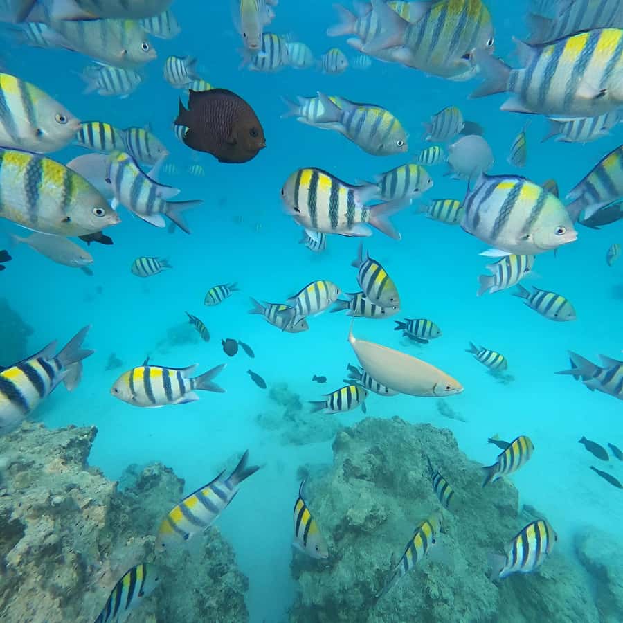 Snorkel Mnemba’s Reefs & Swim with Dolphins Adventure - Equipment, guides, and comfort on the water