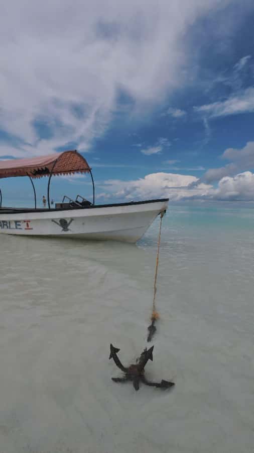 Snorkel Mnemba’s Reefs & Swim with Dolphins Adventure - Booking tips that can improve your day