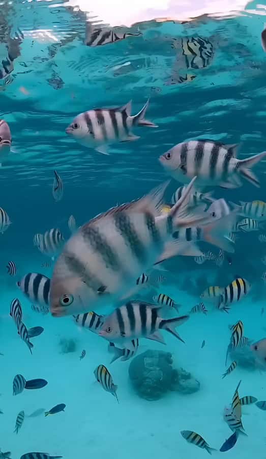 Snorkeling and swimming with dolphins in mnemba island - Key points to know before booking
