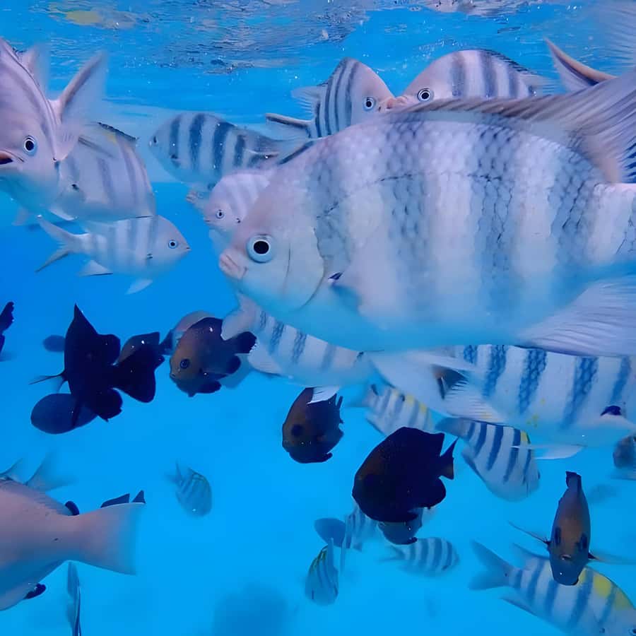 Snorkeling and swimming with dolphins in mnemba island - Why Mnemba Atoll makes a strong morning trip