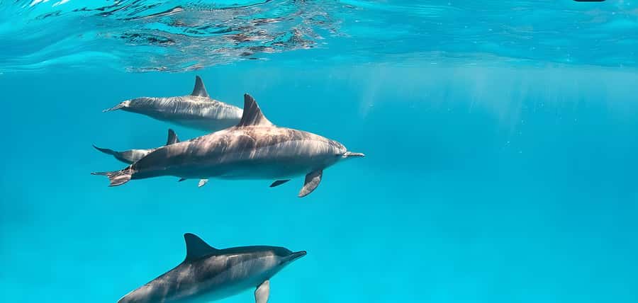 Snorkeling and swimming with dolphins in mnemba island - The 30-minute boat ride to Mnemba