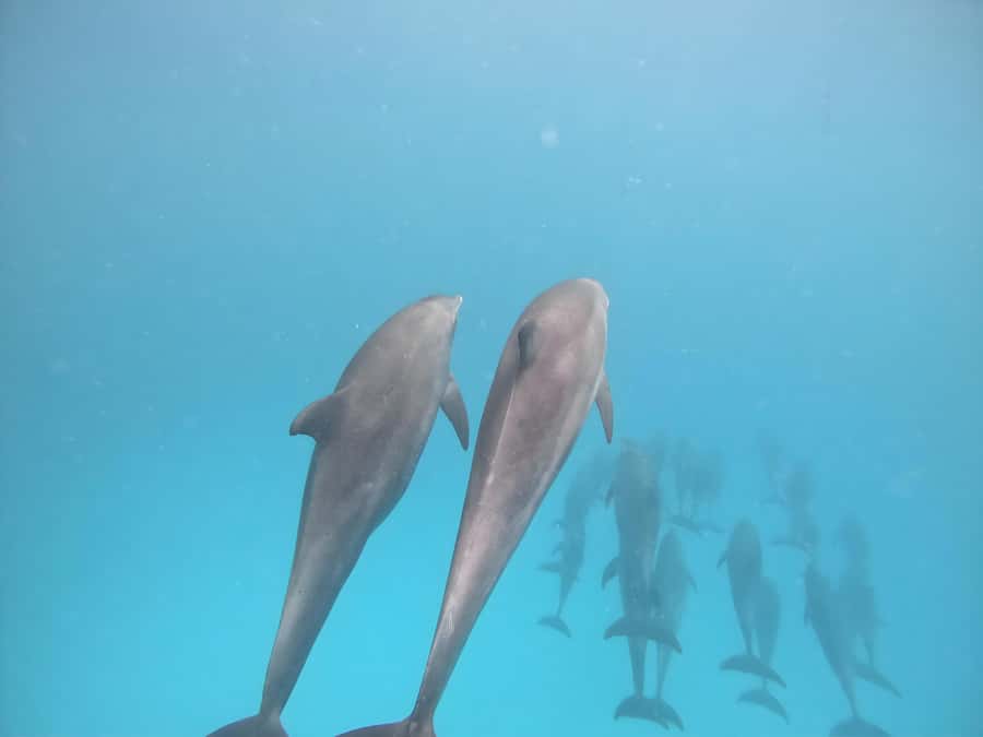 Snorkeling and swimming with dolphins in mnemba island - Searching for dolphins in open water
