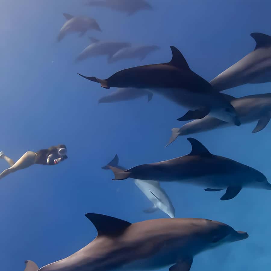 Snorkeling and swimming with dolphins in mnemba island - A sandbank stop with fruit and water