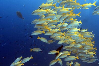 Snorkeling at Mnemba Atoll