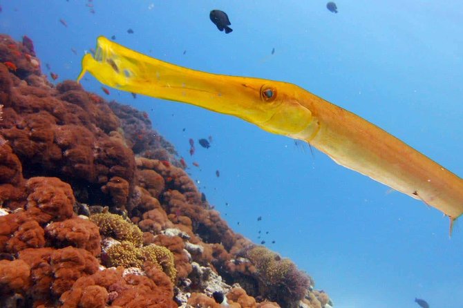 Snorkeling at Mnemba Atoll - Dolphins, sandbanks, and what may change