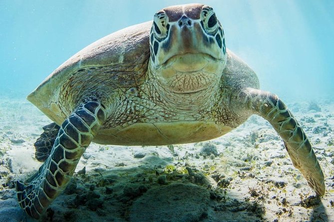 Snorkeling at Mnemba Atoll - Who will enjoy this five-hour outing