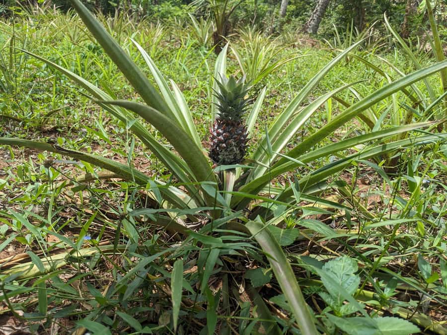 Spice Farm Bike Tour: Pedal Through Aromatic Adventures - Who should book this Zanzibar cycling day