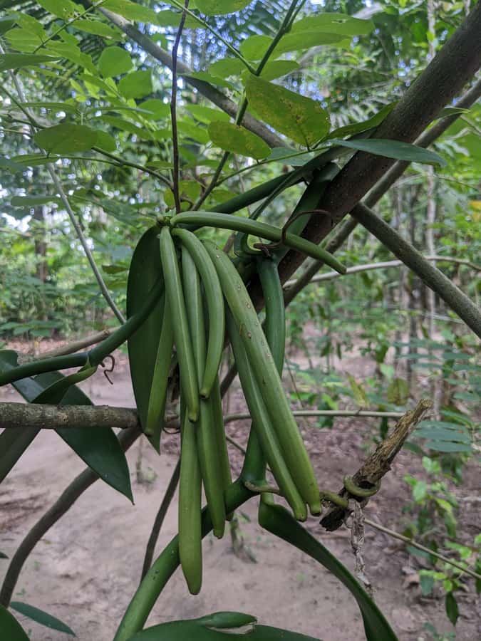Spice Farm Bike Tour: Pedal Through Aromatic Adventures - The 14-kilometer ride to the spice farm