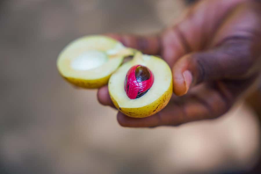 Spice Farm - spice up your life in Zanzibar - Why Zanzibar’s spice farms matter
