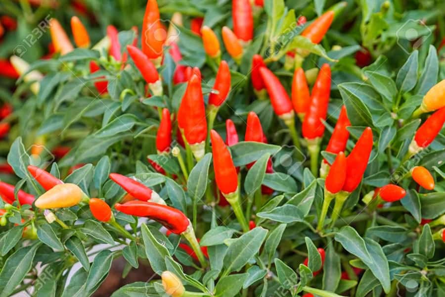 Spice Farm - spice up your life in Zanzibar - Following the scent of cinnamon and cloves