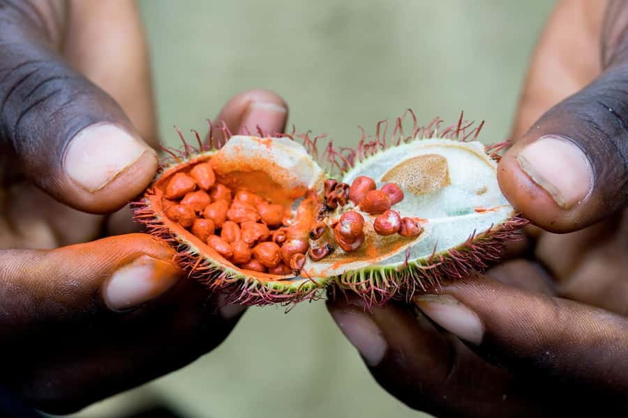 Spice Farm - spice up your life in Zanzibar - Hotel pickup and the one serious warning