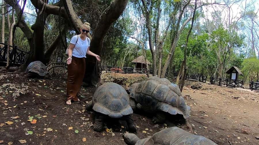 Spice farm,Stone town and Jozani forest tour with lunch - Key points to know before you book